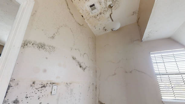 Best Mold Odor Removal Services  in Madisonville, KY