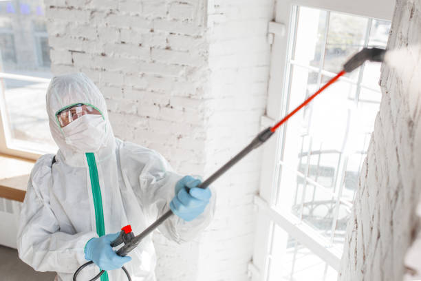 Best Environmental Consulting for Mold Prevention  in Madisonville, KY