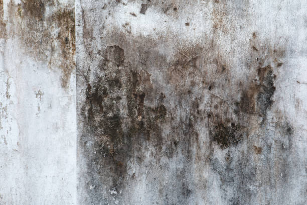 Best Dehumidification Services  in Madisonville, KY