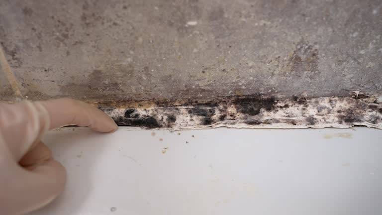 Best HVAC Mold Inspection and Cleaning  in Madisonville, KY